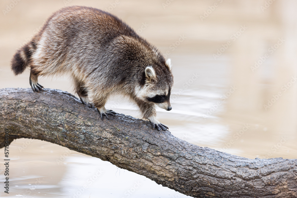 Portrait of a raccoon in the nature