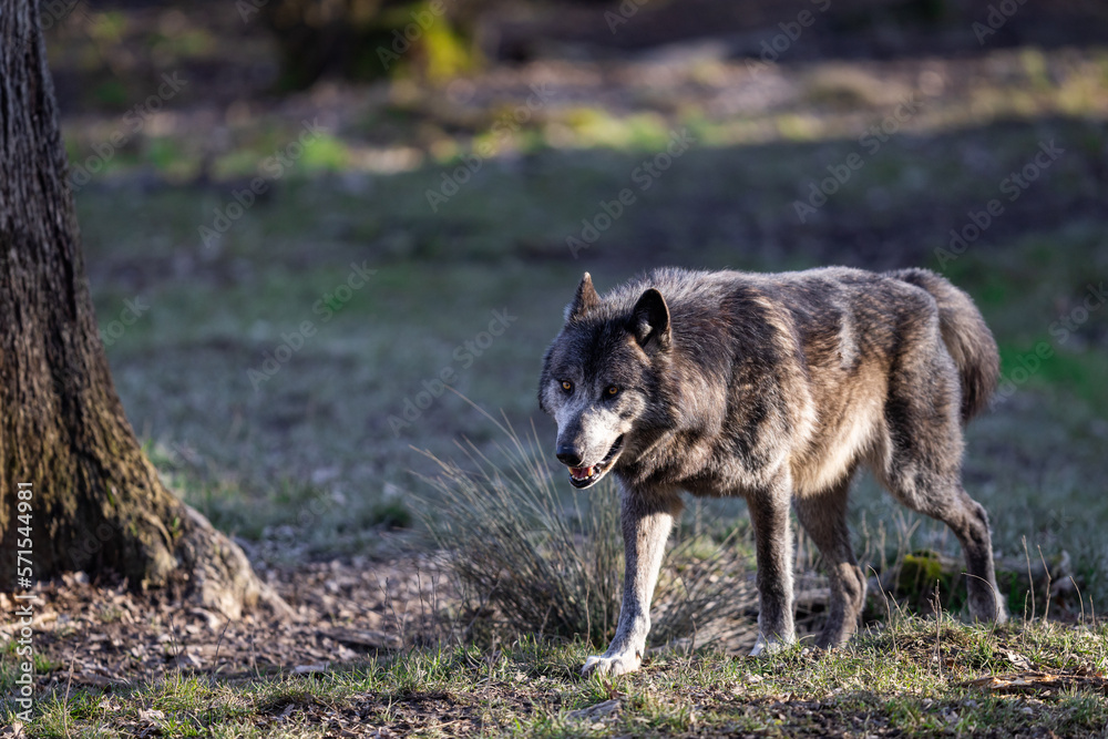 Potrait of a timberwolf family in the forest