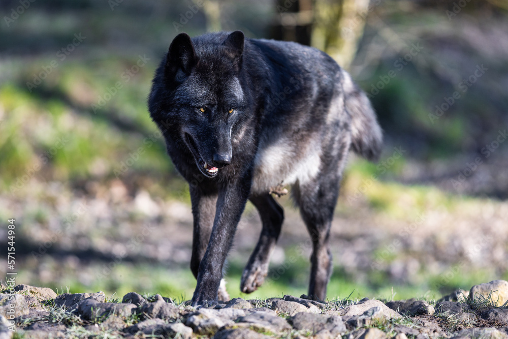 Potrait of a timberwolf family in the forest Potrait of a timberwolf family in the forest