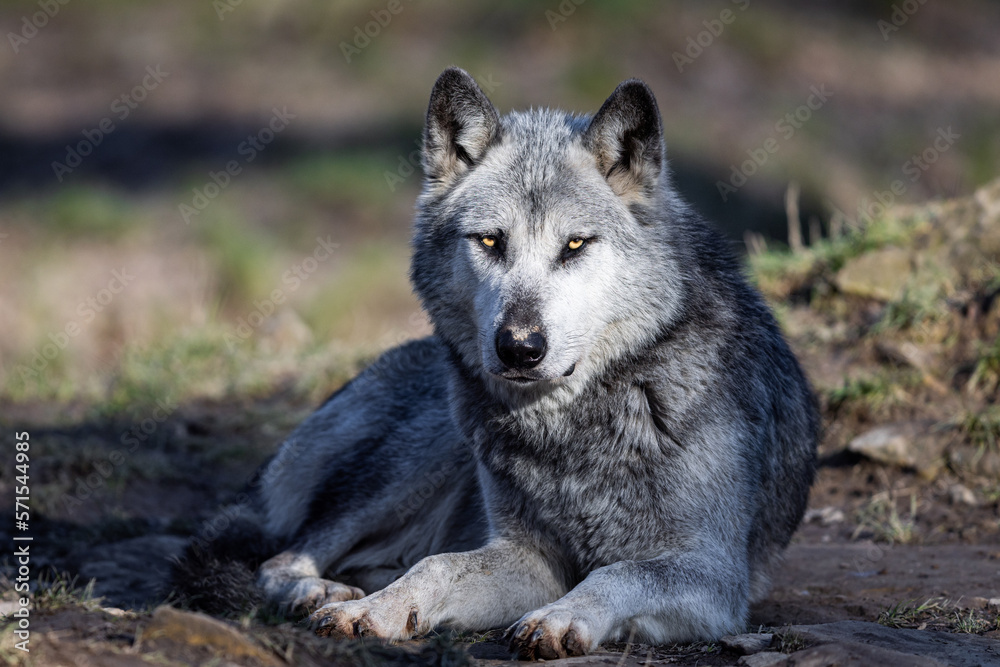 Potrait of a timberwolf family in the forest