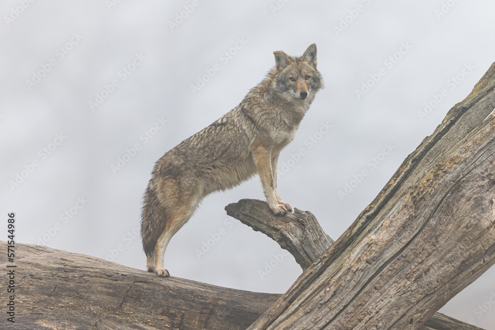 A coyote resting in the forest