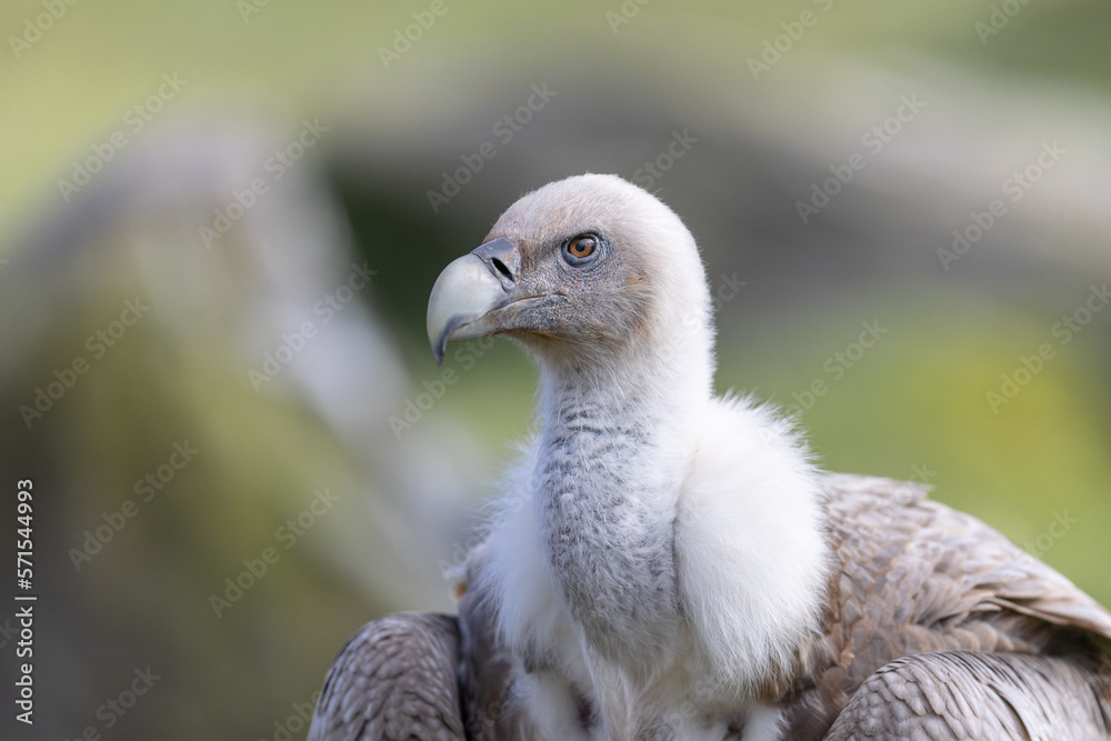 Portrait of a griffon vulture in the nature Portrait of a griffon vulture in the nature