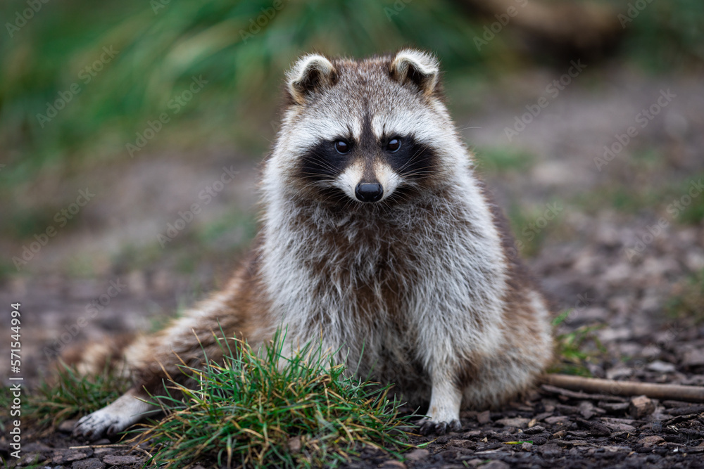 Portrait of a raccoon in the nature
