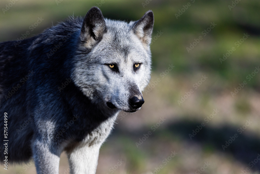 Potrait of a timberwolf family in the forest Potrait of a timberwolf family in the forest