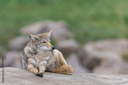 Obraz na płótnie A coyote resting in the forest w salonie