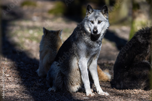 Potrait of a timberwolf family in the forest