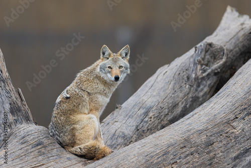 Obraz na płótnie A coyote resting in the forest w salonie