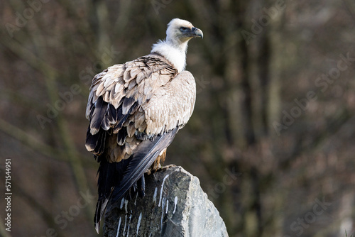 Obraz na płótnie Portrait of a griffon vulture in the nature w salonie