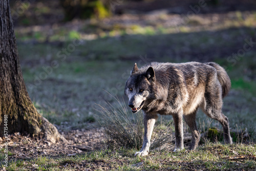 Obraz na płótnie Potrait of a timberwolf family in the forest w salonie