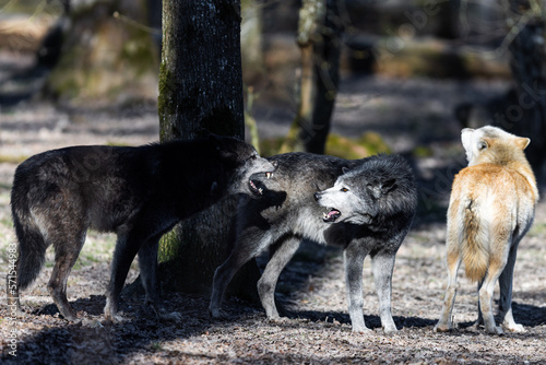 Potrait of a timberwolf family in the forest