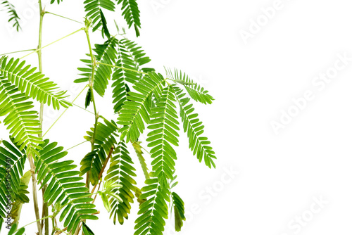 Cute green plant with thin leaves isolated on transparent background, space around, frame.