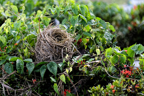 Nest im Dschungel von Borneo