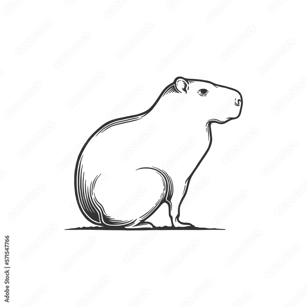 Fototapeta premium Capybara Hand Drawn Vector Illustration. Design element for shirt design, logo, sign, poster, banner, card