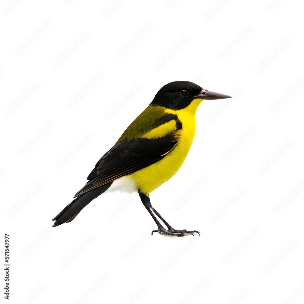 Cheerful Yellow and Black Bird Standing on White Background Created with Generative AI and Other Techniques Cheerful Yellow and Black Bird Standing on White Background Created with Generative AI and Other Techniques