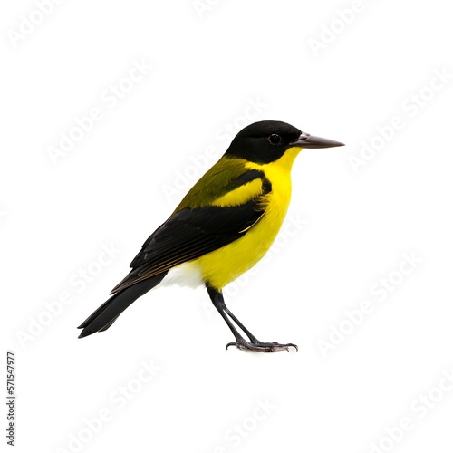 Cheerful Yellow and Black Bird Standing on White Background Created with Generative AI and Other Techniques © Qstock