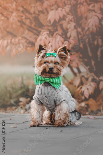 Yorkshire Terrier wearing a sweater in the autumn background. Dressed dog. Cute pet. Accessories for dogs © OlgaOvcharenko
