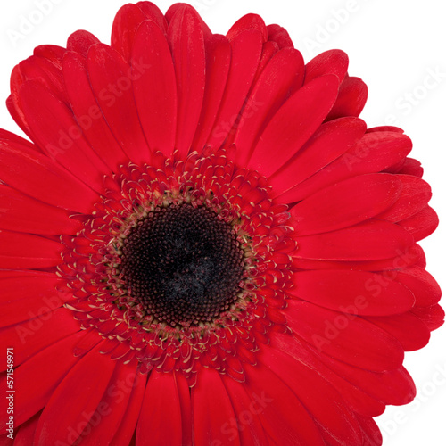 gerbera daisy