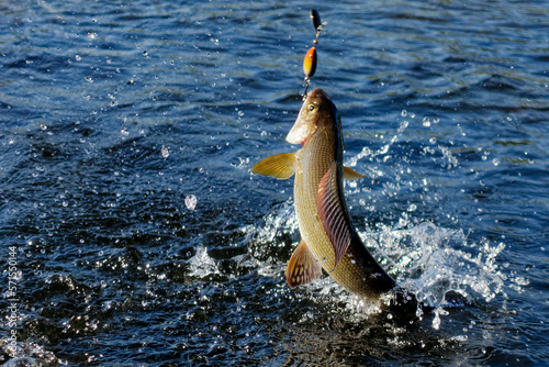 Hooked grayling jumping and fighting in an Arctic river caught with spinner lure by fisherman in Lapland in Sweden in Kiruna in August 2021. photo