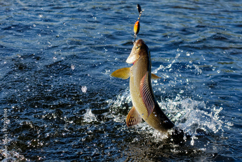 Fotografie Hooked grayling jumping and fighting in an Arctic river caught with spinner lure by fisherman in Lapland in Sweden in Kiruna in August 2021