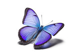 Beautiful blue butterfly isolated in white background. Generative AI