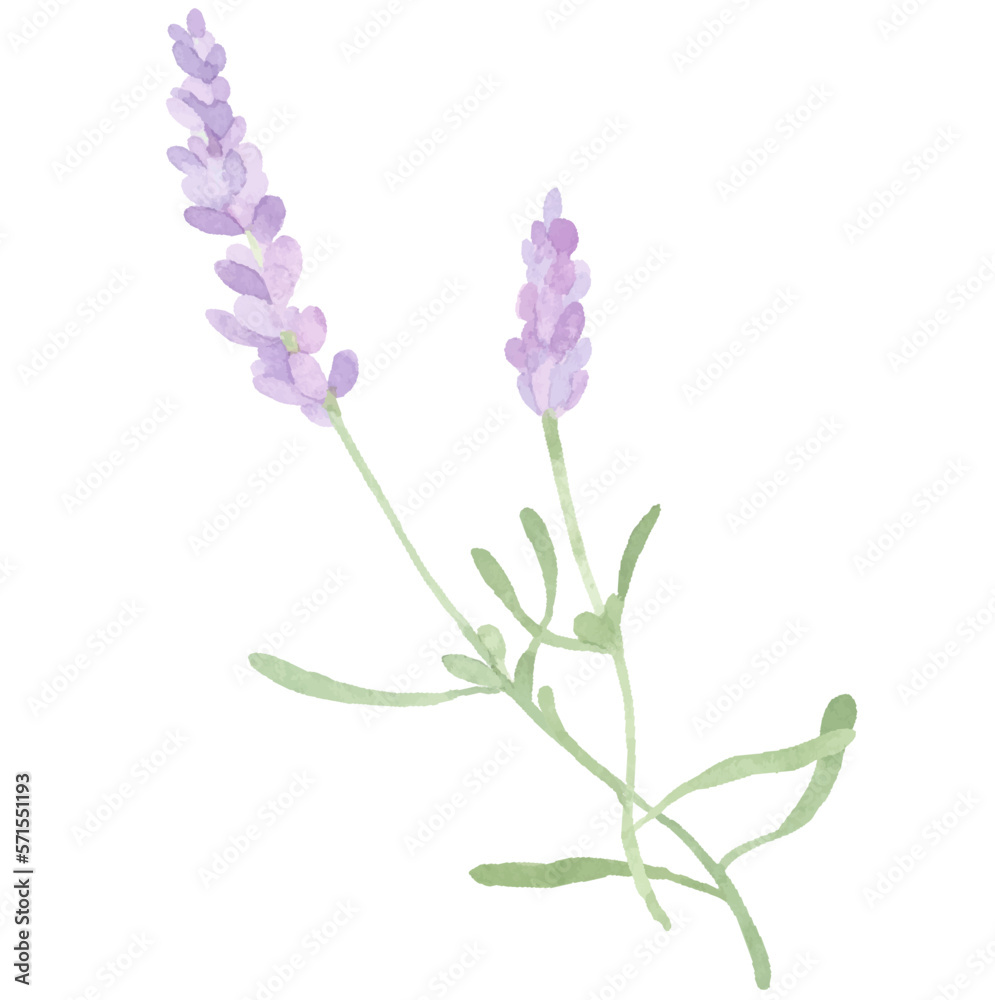 Naklejka premium 水彩で描いたラベンダーのイラスト