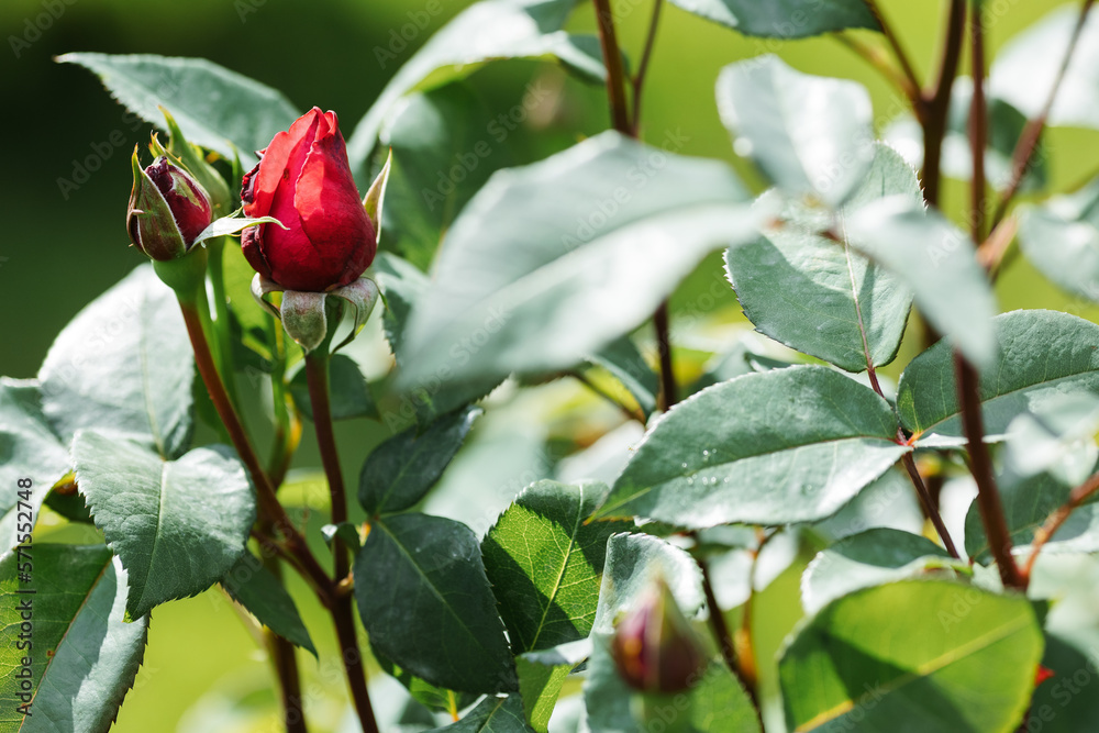 Red rose bud close-up on a green background. Red rose bud close-up on a green background.