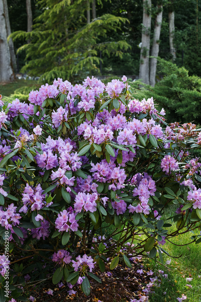 Purple Rhododendron Lapland in the botanical garden