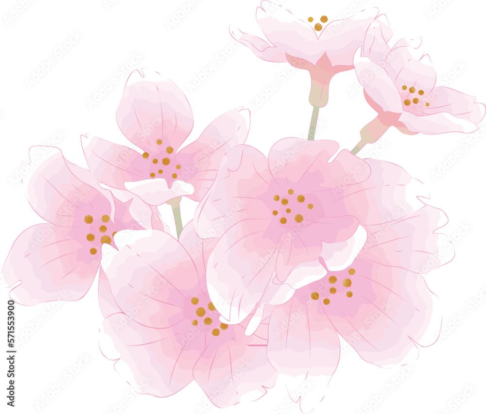水彩画風の桜の花1