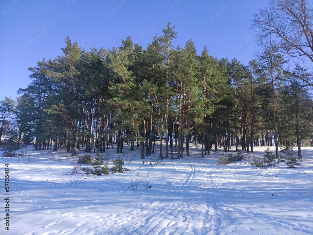 European evergreen forest winter landscape with Pine trees on clear blue sky background