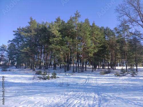 Obraz na płótnie European evergreen forest winter landscape with Pine trees on clear blue sky background w salonie