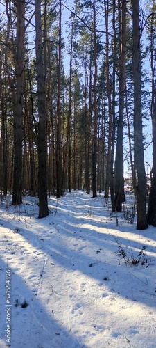 Pine trees trunks on forest with Sunny shadows on snow in European Park at winter day
