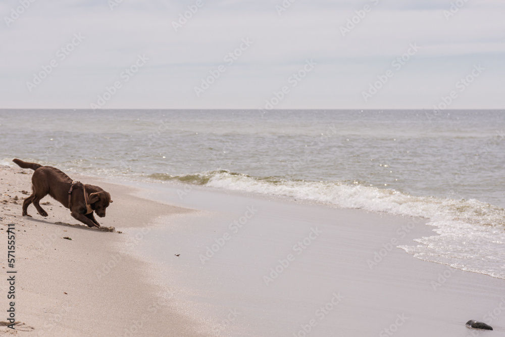Junger brauner Labrador am Strand von Sylt Junger brauner Labrador am Strand von Sylt