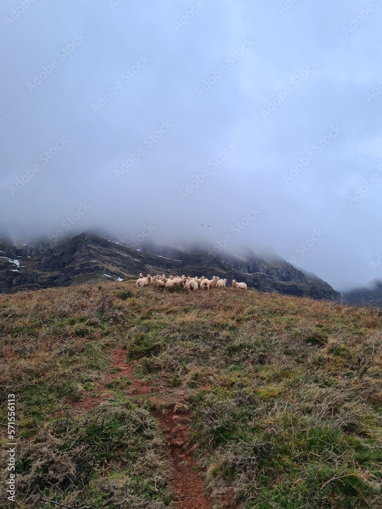 Brebis dans la montagne, Iparla dans le Pays Basque, Sous les nuages