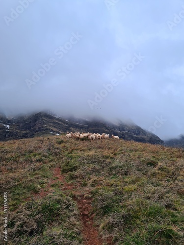 Brebis dans la montagne, Iparla dans le Pays Basque, Sous les nuages photo