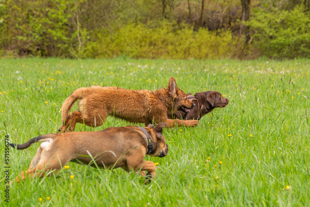 spielende Hunde auf einer Wiese spielende Hunde auf einer Wiese
