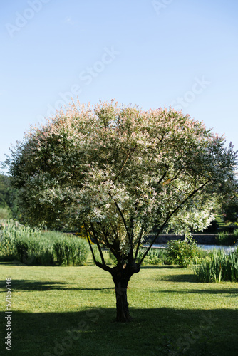 Salix alba, white willow, is willow native to Europe and western and central Asia. name derives from white tone to undersides of leaves.