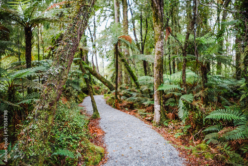 primeval forest on kepler track, fiordland, new zealand