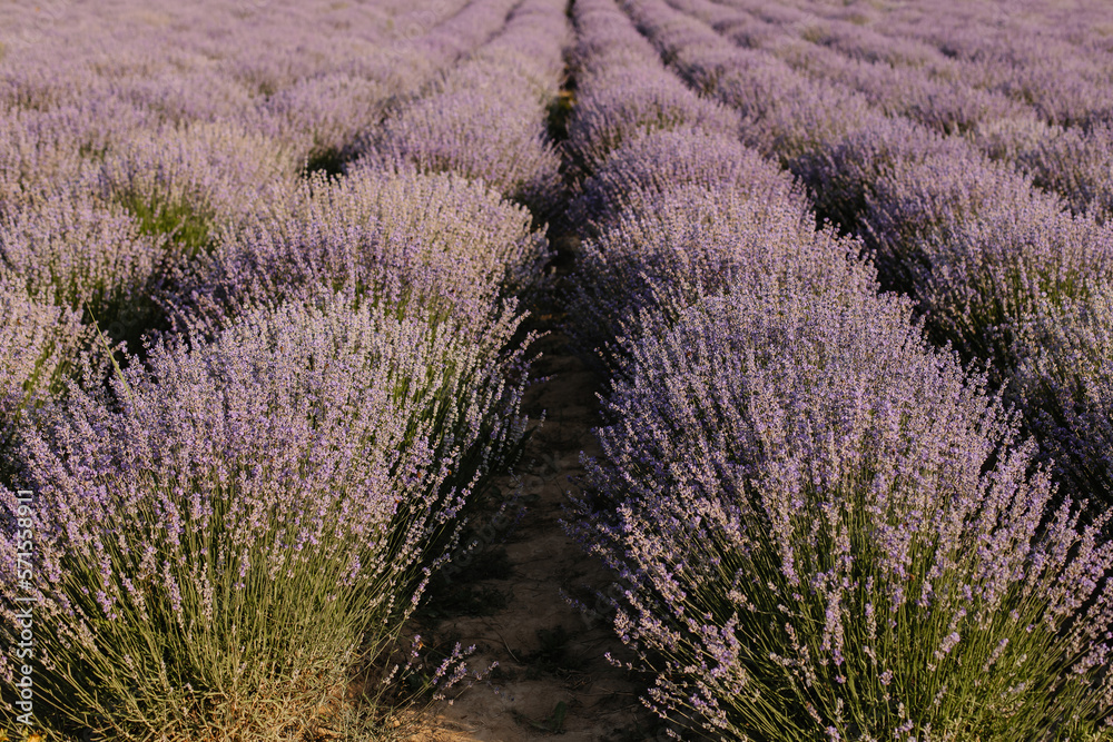 Lavender field. Beautiful lavender flowers close-up.