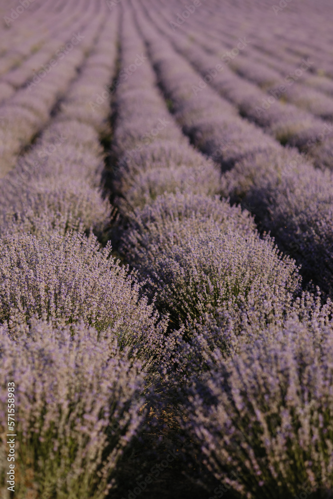 Lavender field. Beautiful lavender flowers close-up. Lavender field. Beautiful lavender flowers close-up.