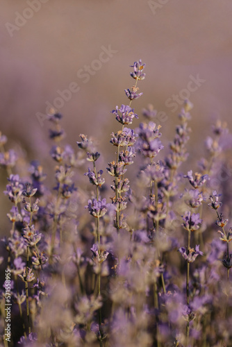 Lavender close-up. nice purple background from blooming lavender. © KIFOR PRODUCTION