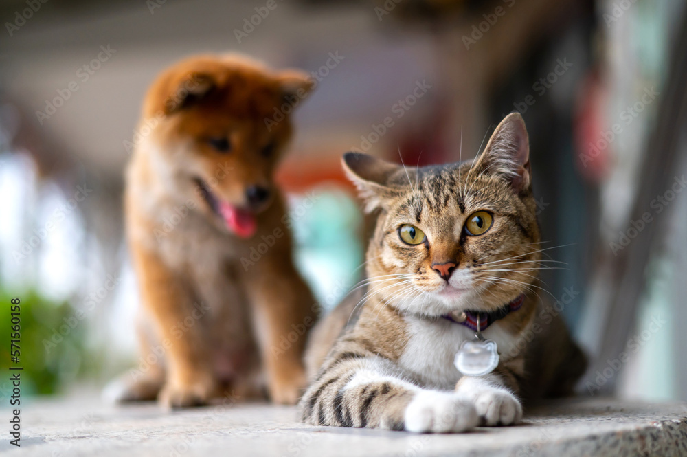 Beautiful Gray cat , white Cute Thai cat on blurry background.Beautiful colored cats. The cat's actions in various postures.Photo by selected focus. Beautiful Gray cat , white Cute Thai cat on blurry background.Beautiful colored cats. The cat's actions in various postures.Photo by selected focus.
