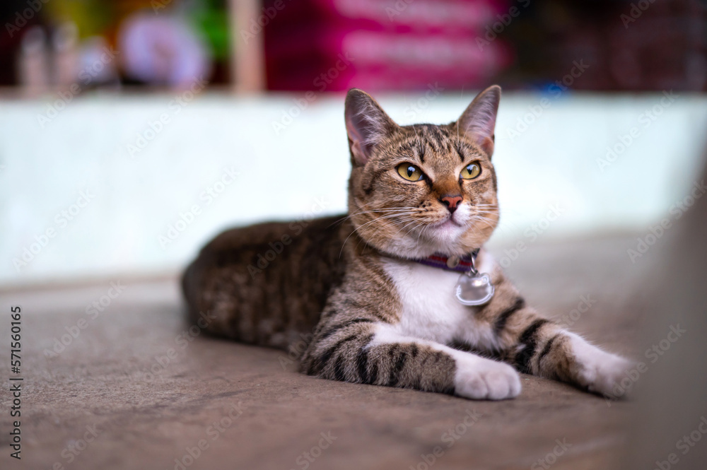 Beautiful Gray cat , white Cute Thai cat on blurry background.Beautiful colored cats. The cat's actions in various postures.Photo by selected focus. Beautiful Gray cat , white Cute Thai cat on blurry background.Beautiful colored cats. The cat's actions in various postures.Photo by selected focus.