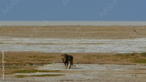 Cinematic shot of big male lion in Etosha, Namibia
