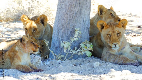 Cinematic shot of lion cubs in Etosha, Namibia