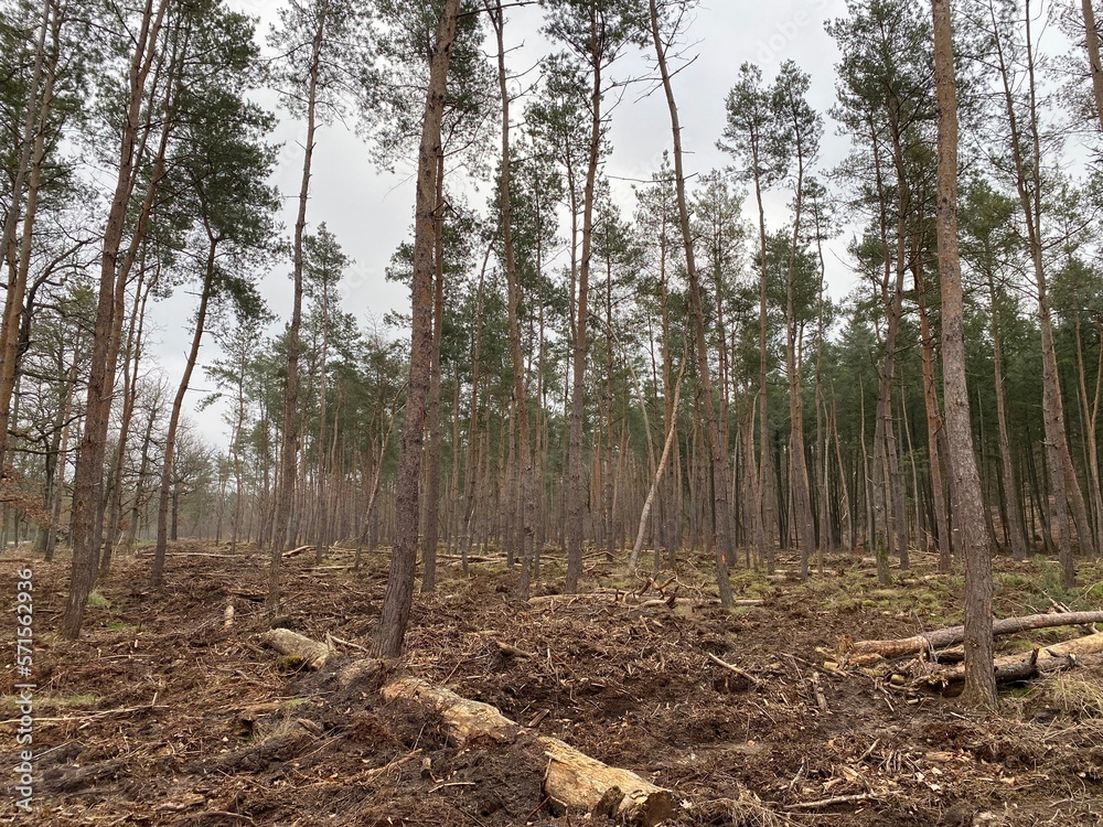 Reforestation area after the drought 2020 - 2022 in the Frankfurt city forest Reforestation area after the drought 2020 - 2022 in the Frankfurt city forest