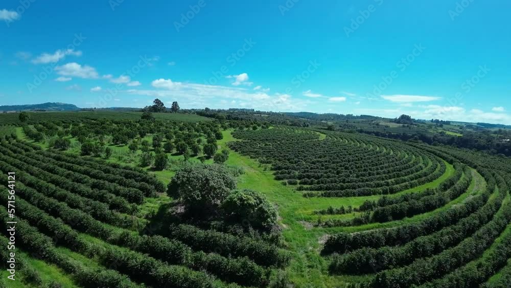Plantation Field At Country Landscape Rural Scene Countryside. Forest Landscape Green Scene. Countryside Horizon Rural Field. Countryside Outdoors Rural Sky Up Above. Plantation Field At Country Landscape Rural Scene Countryside. Forest Landscape Green Scene. Countryside Horizon Rural Field. Countryside Outdoors Rural Sky Up Above.