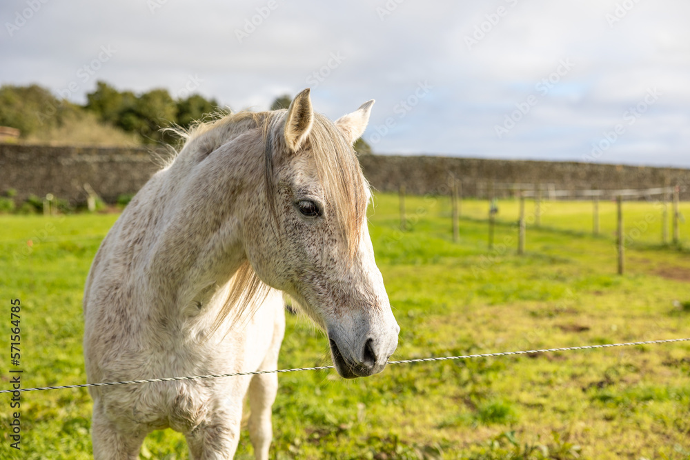 White horse standing of green pasture, looking friendly and cute. White horse standing of green pasture, looking friendly and cute.