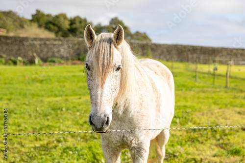 Fototapeta Naklejka Na Ścianę i Meble -  White horse standing of green pasture, looking friendly and cute.