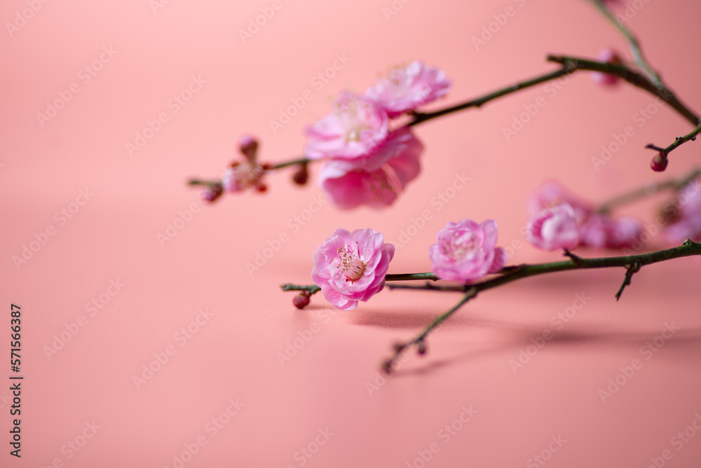 Obraz premium 紅梅