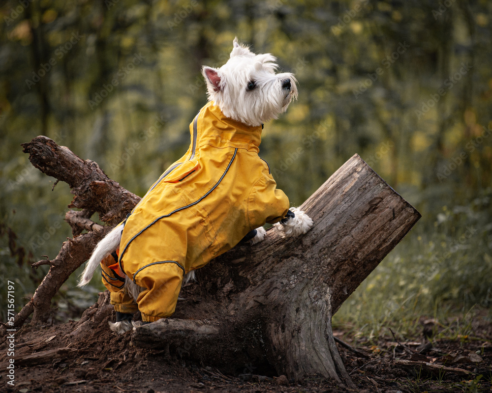 Westie apparel deals
